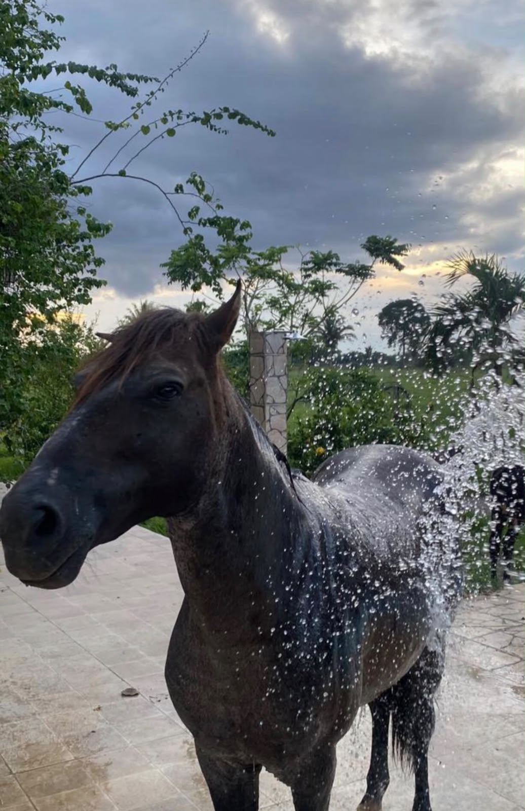 Animais mansos do rancho