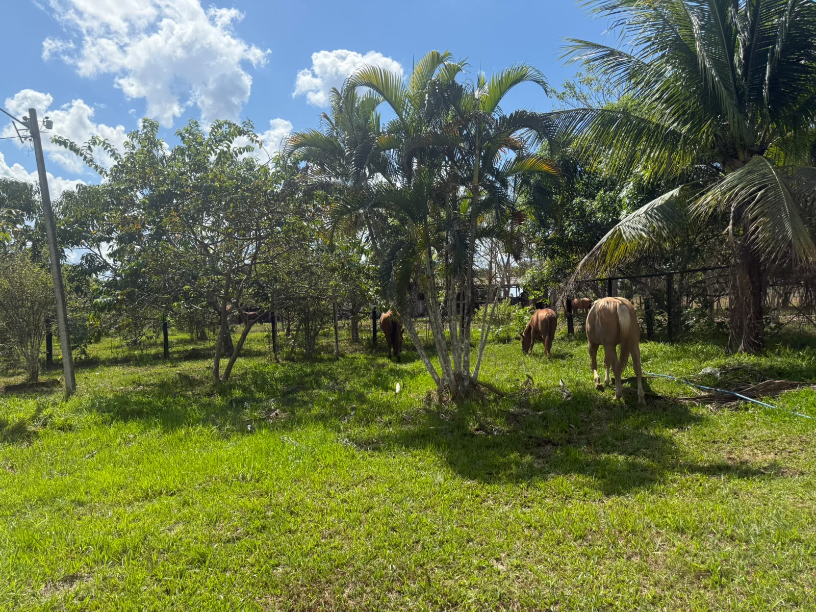 Cavalos do Rancho Vilela