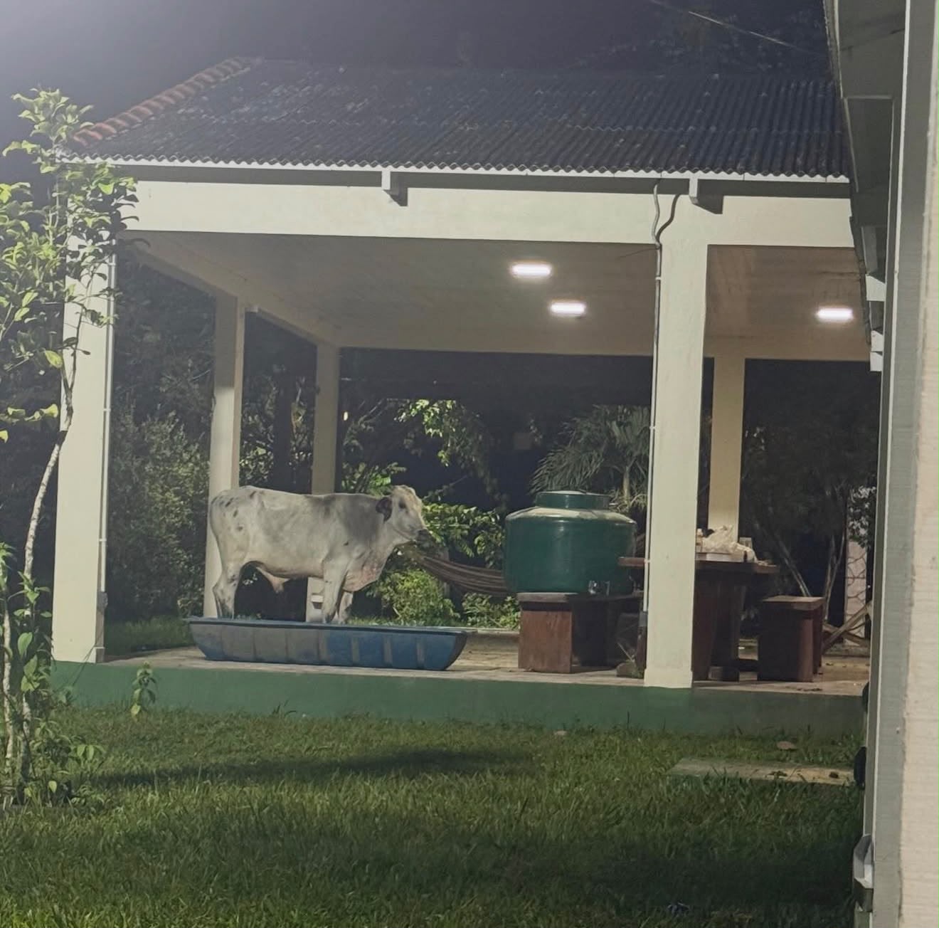 Contato com os animais do rancho