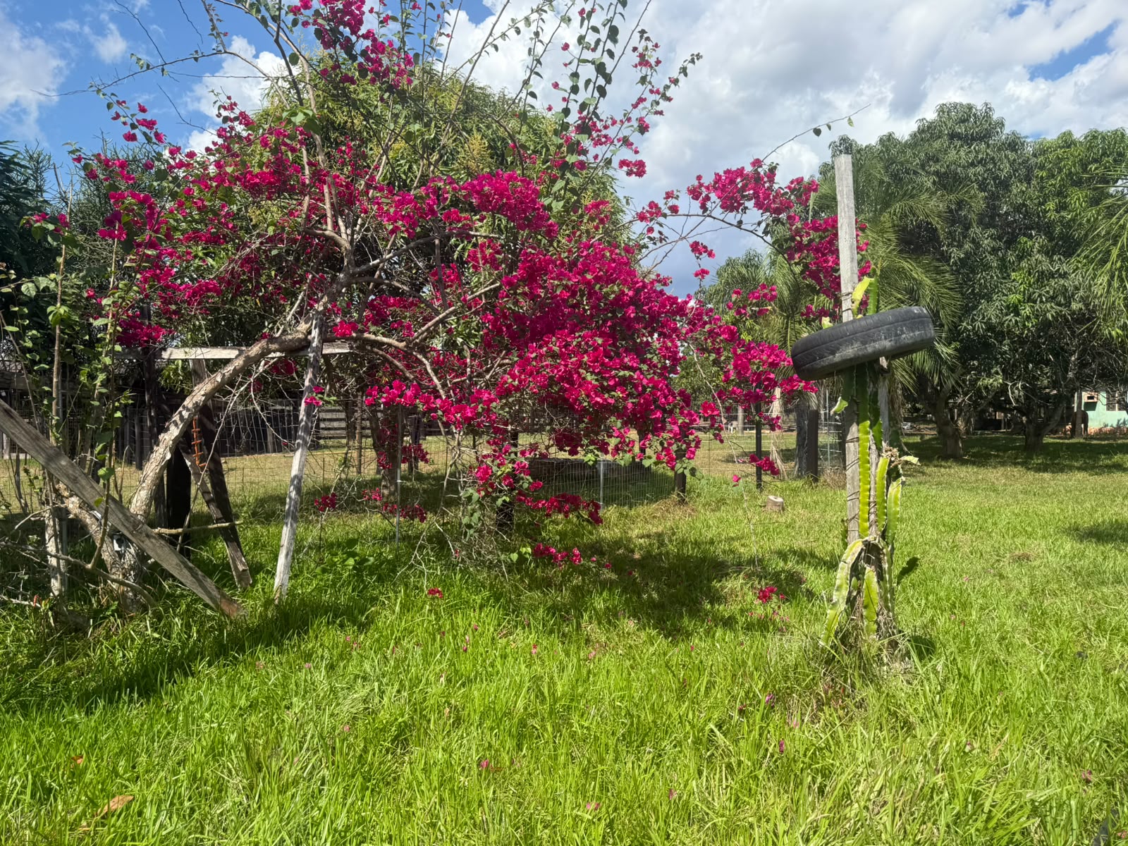 Flores no campo do rancho
