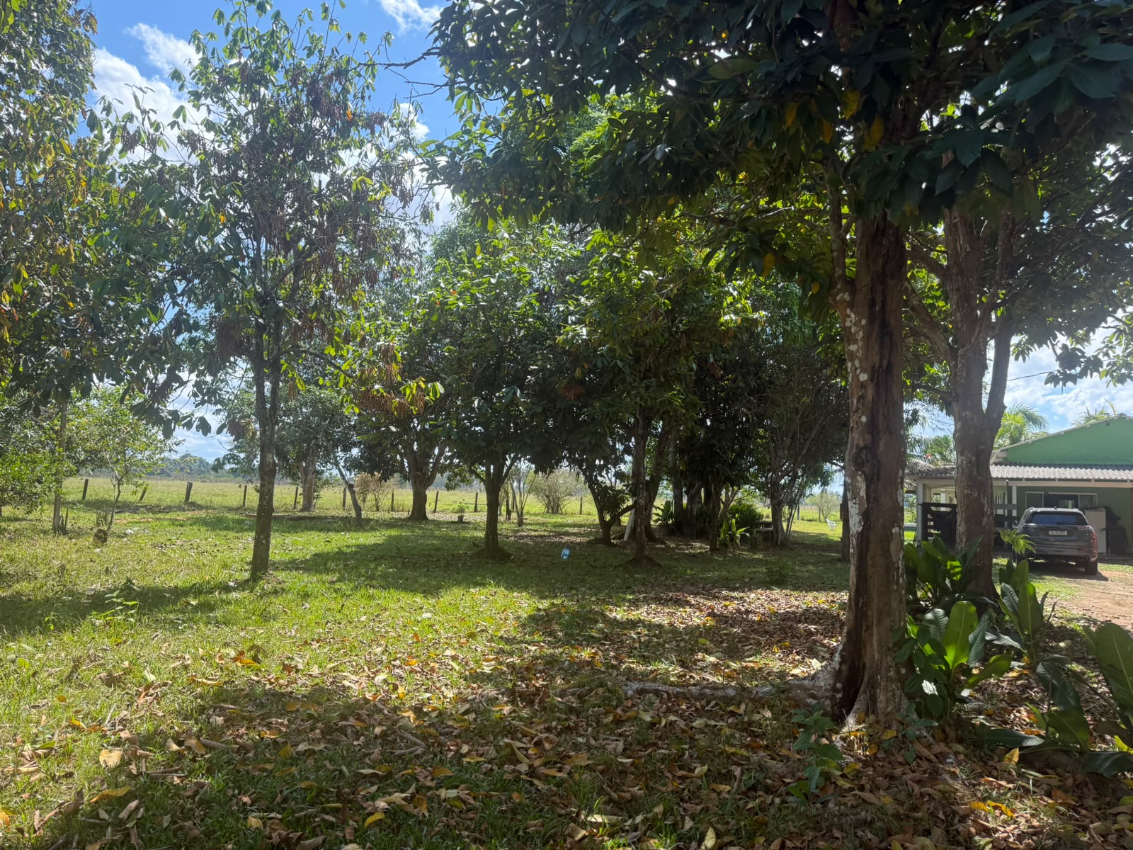 Pomar de mangueiras e cajueiros do Rancho Vilela